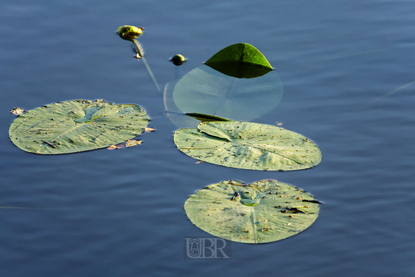 Schwimmende Seebewohner