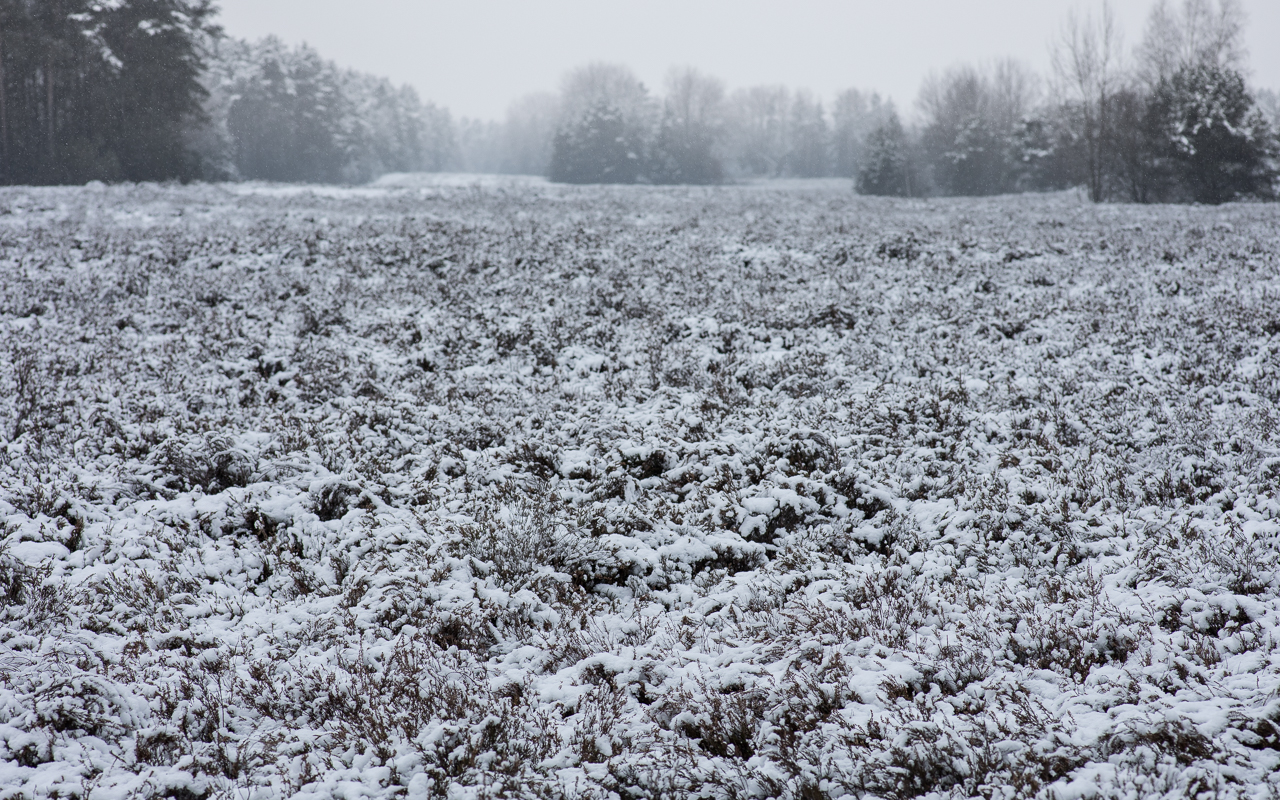 heide_bowoe_im_schnee_01