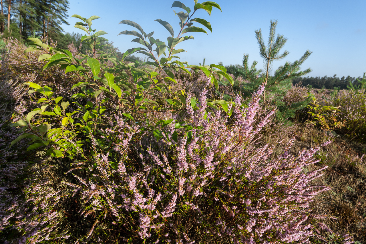 heide_im_sommer_02