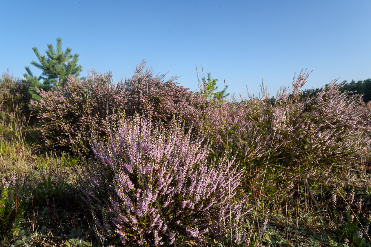 heide_im_sommer_03