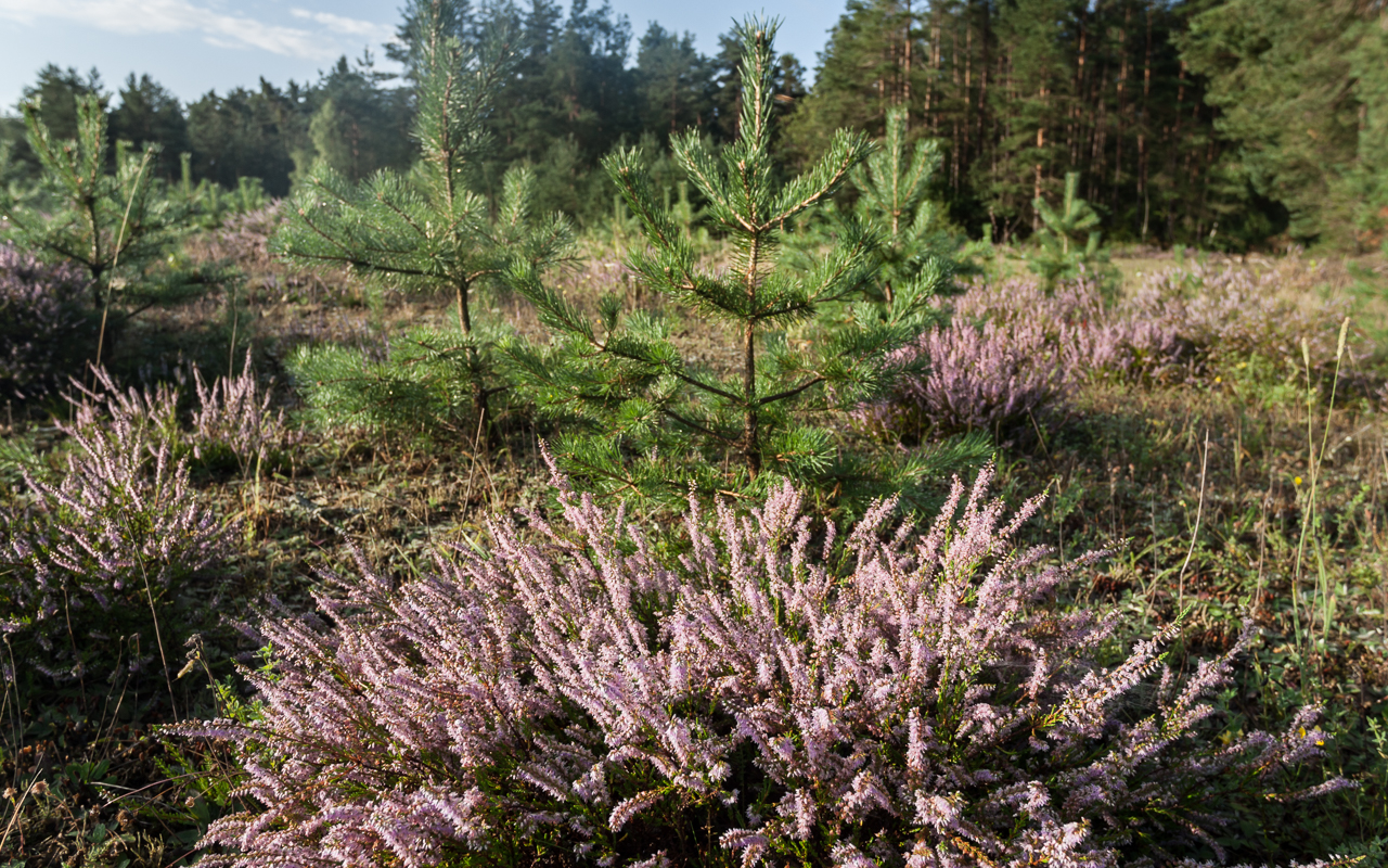 heide_im_sommer_04