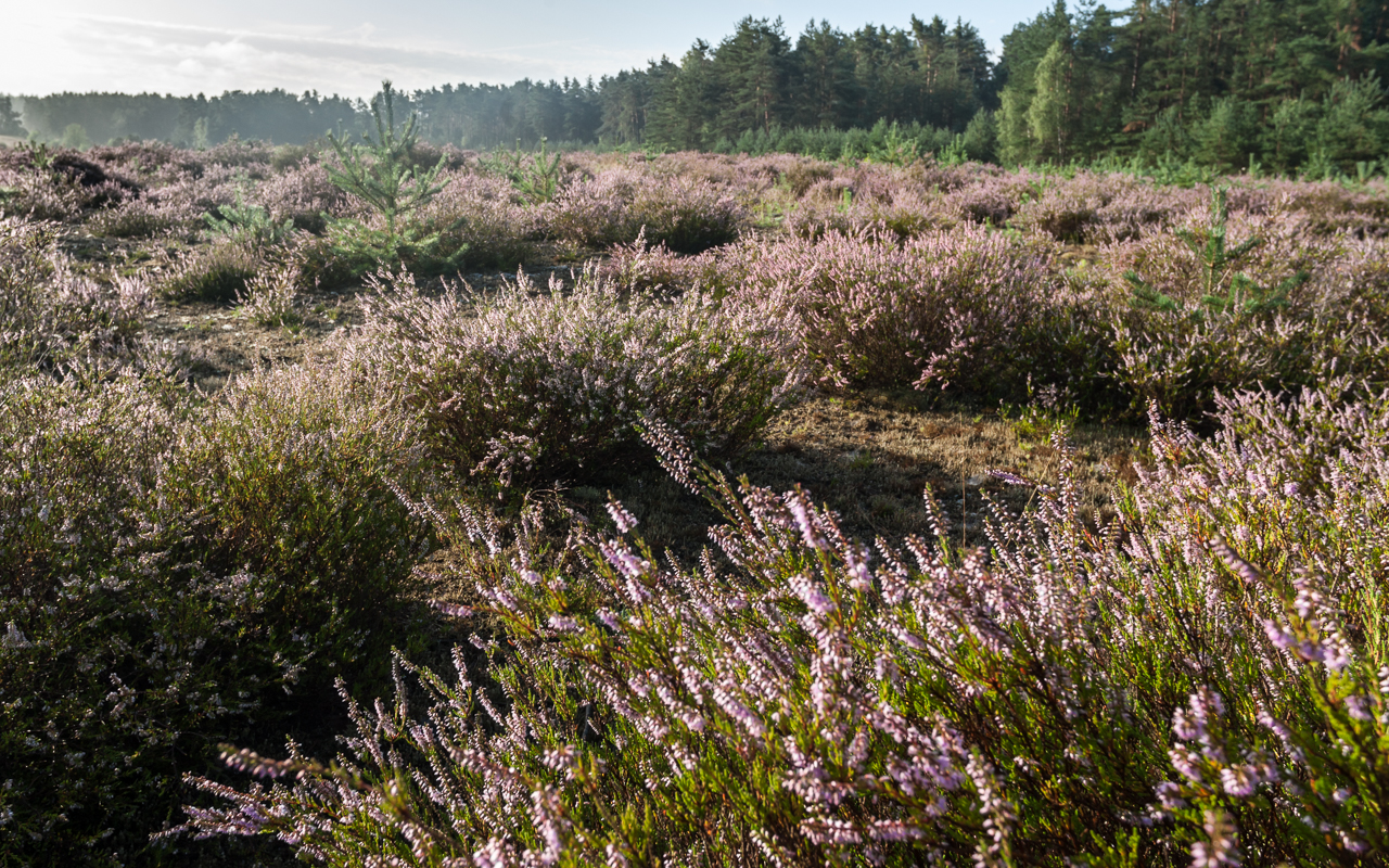 heide_landschaft_august_01