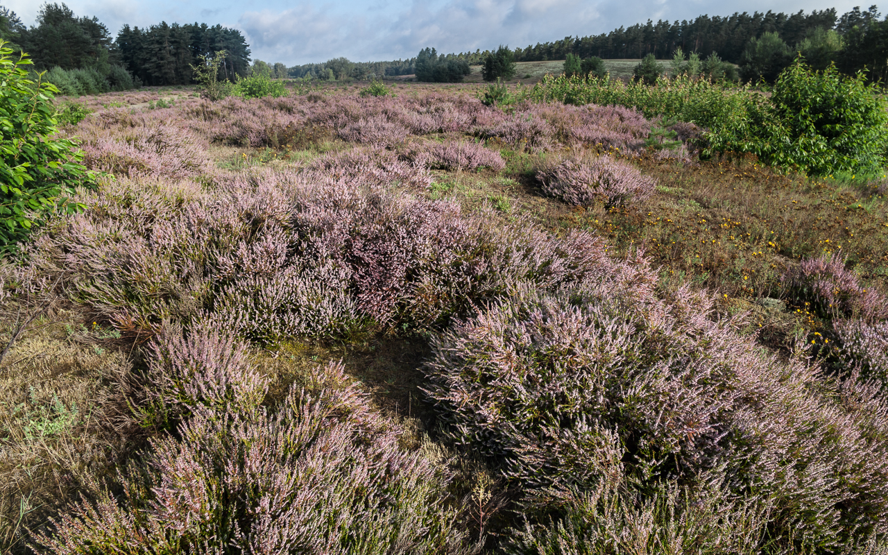 heide_landschaft_august_02