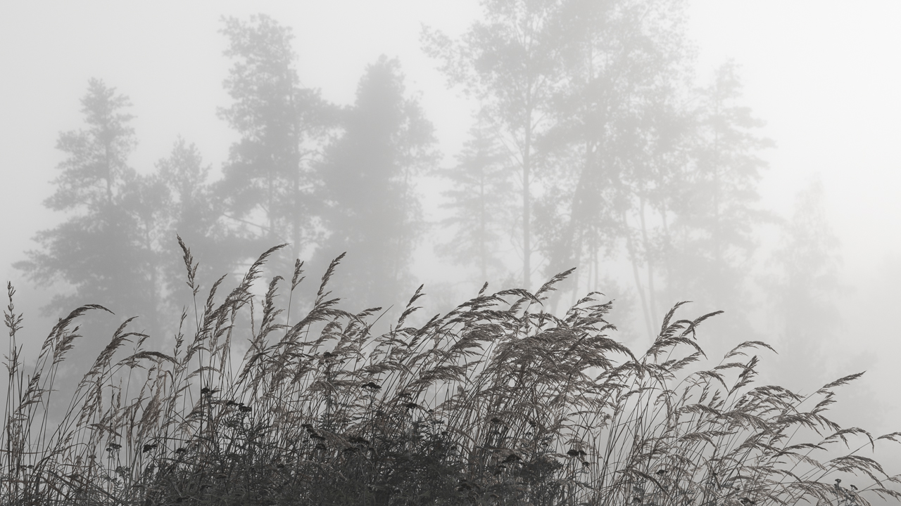 heide_morgen_nebel_2024