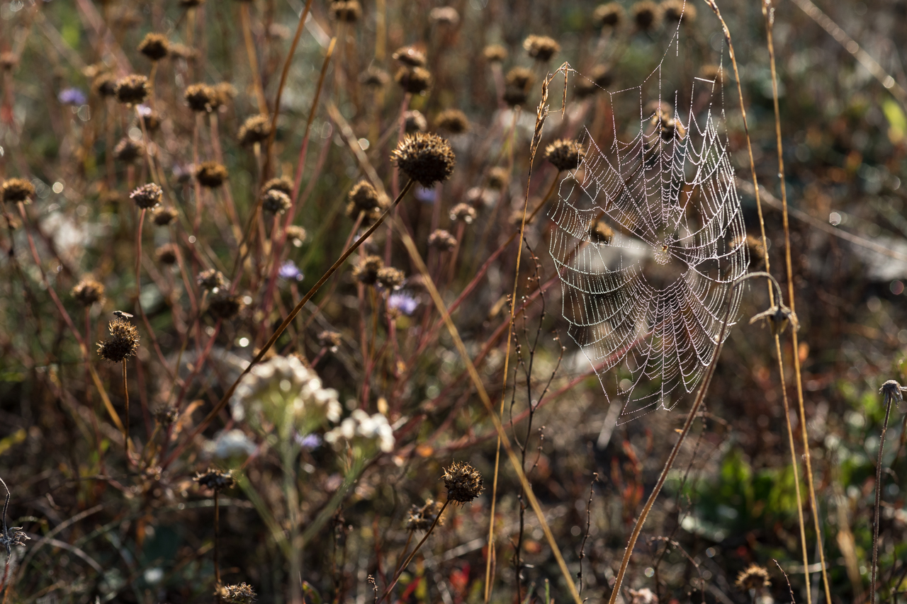 heide_spinnen_netze_1