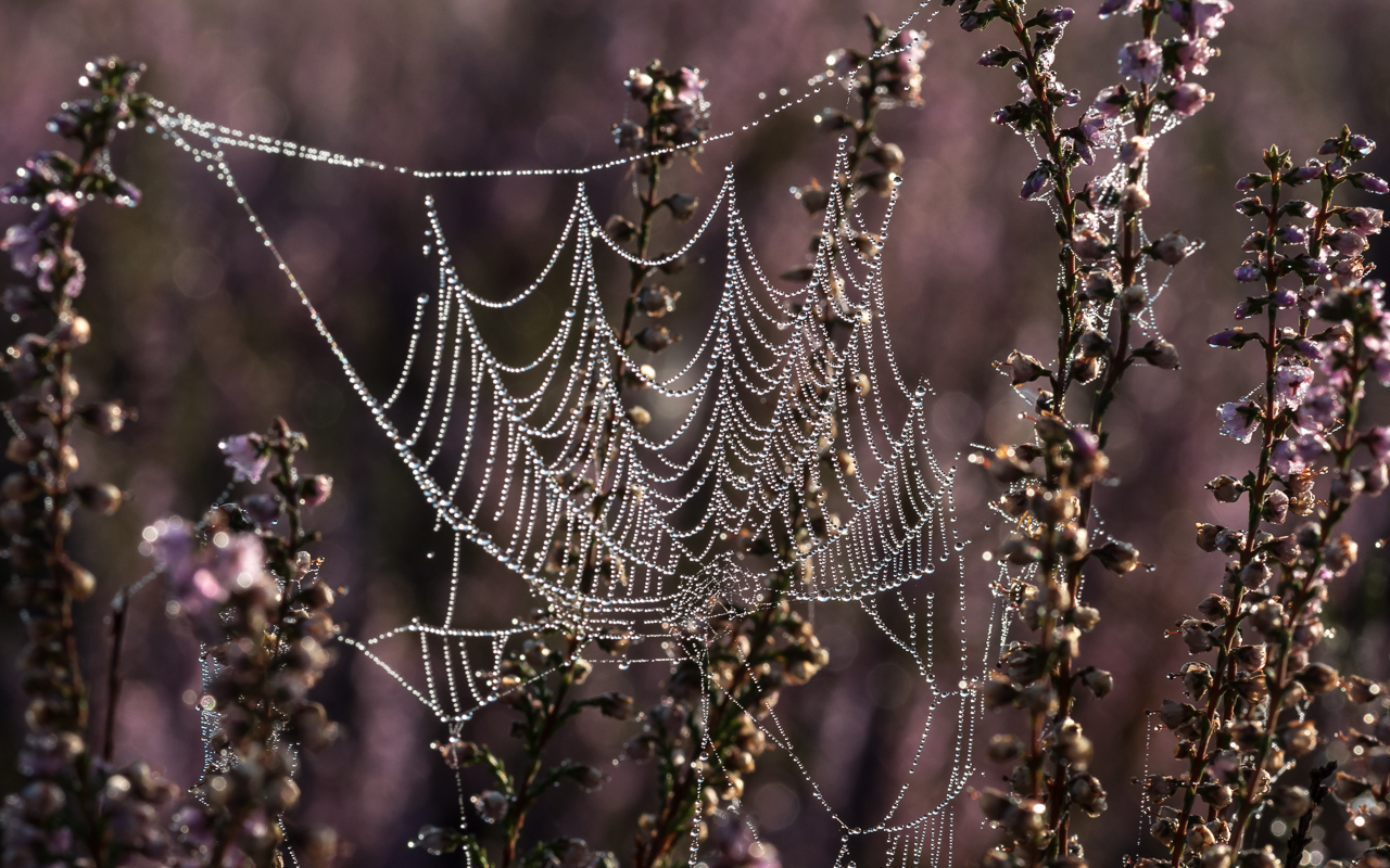 heide_spinnen_netze_2