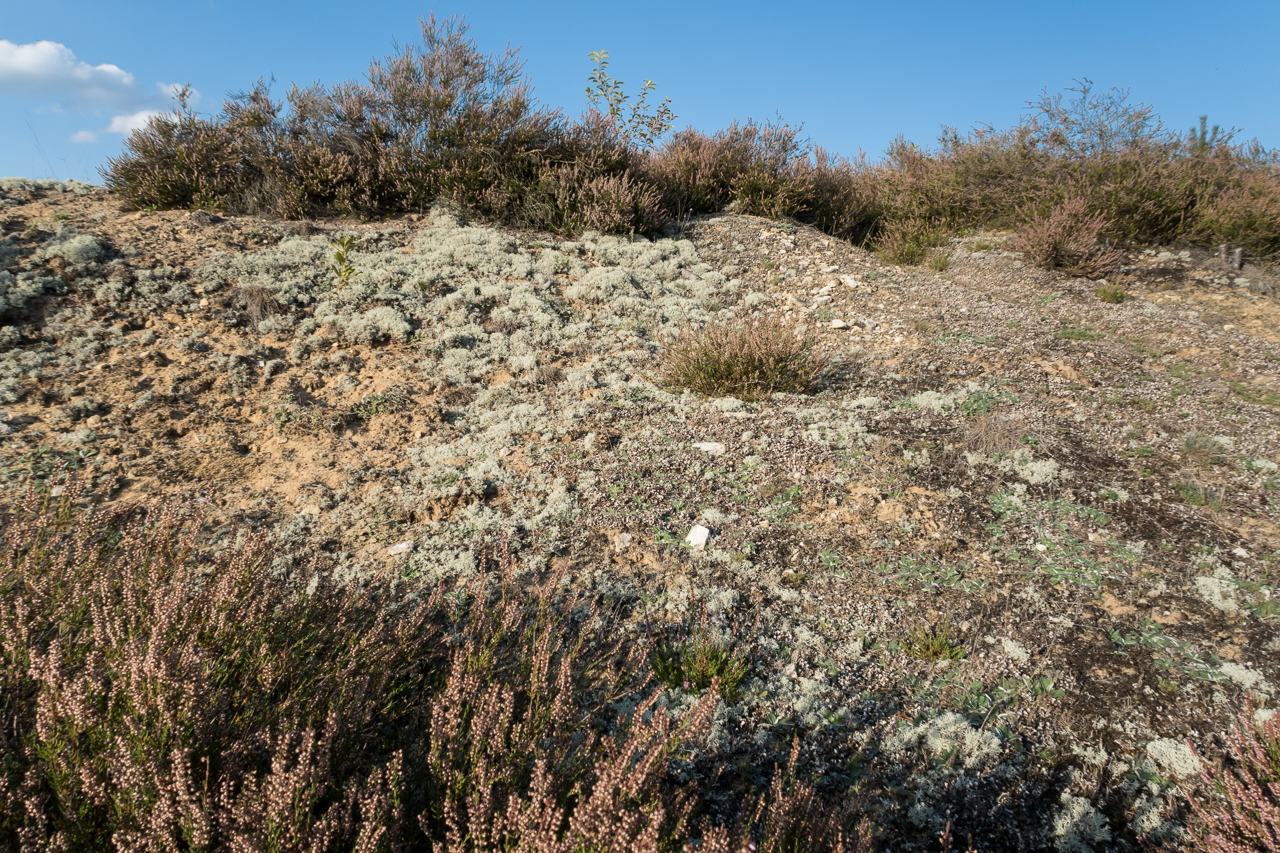 heidelandschaft_spaetsommer_2019_02