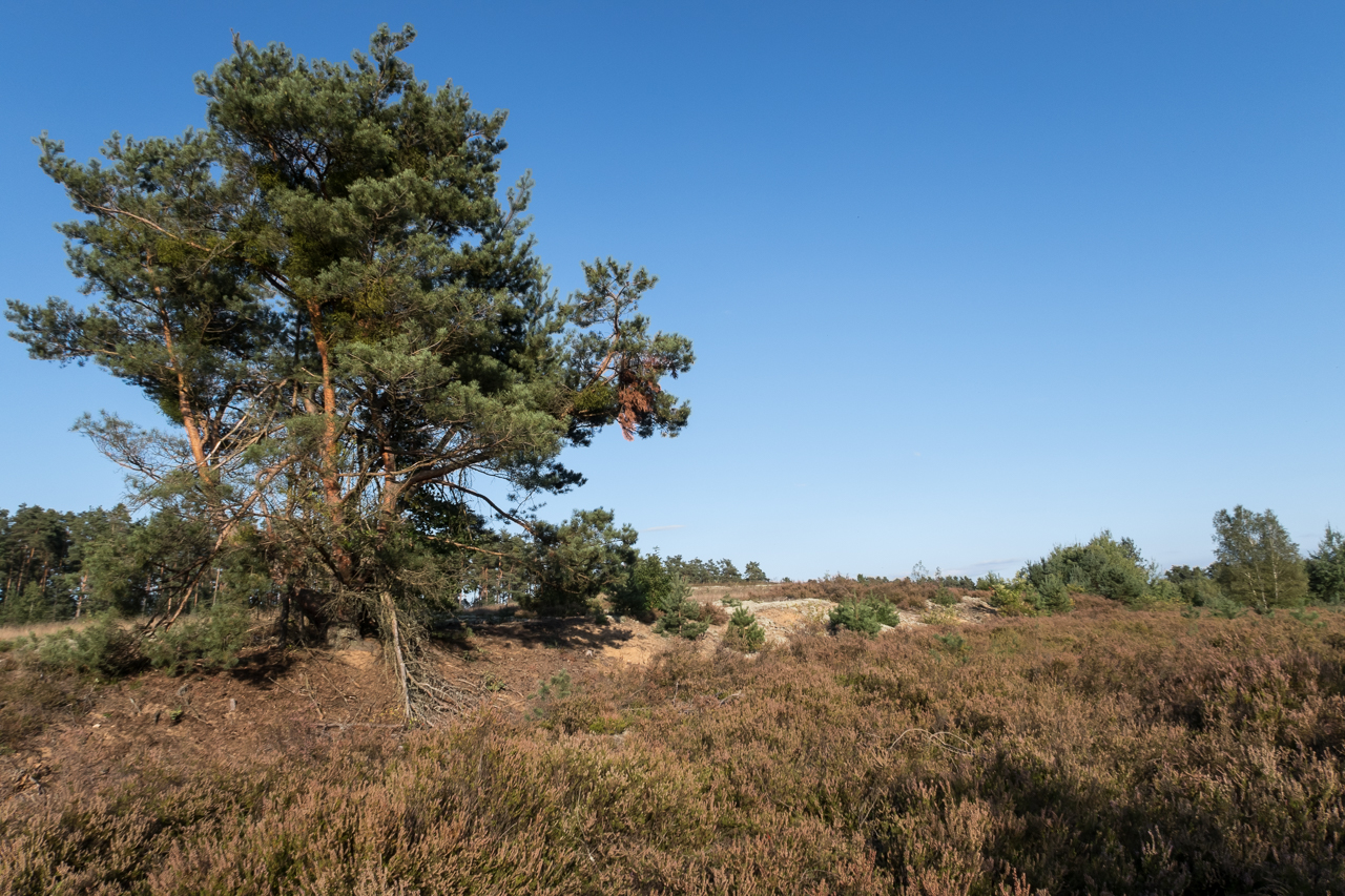 heidelandschaft_spaetsommer_2019_06