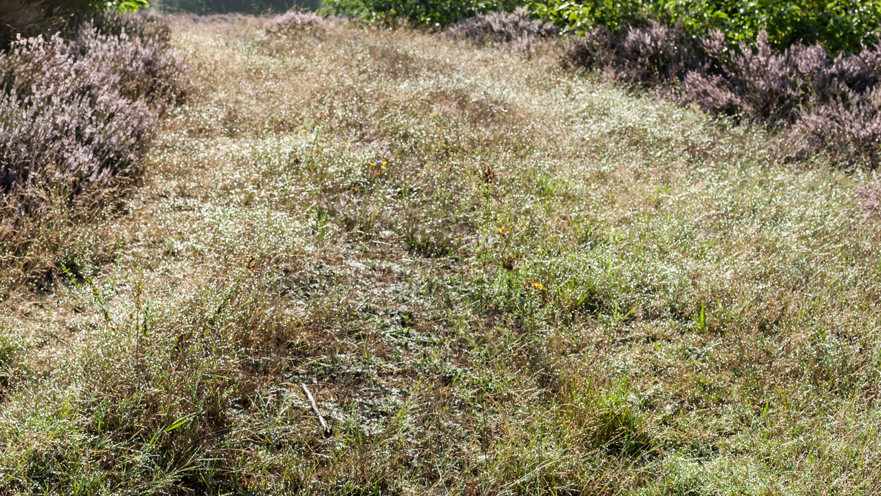 weg_heide_gegenlicht_02