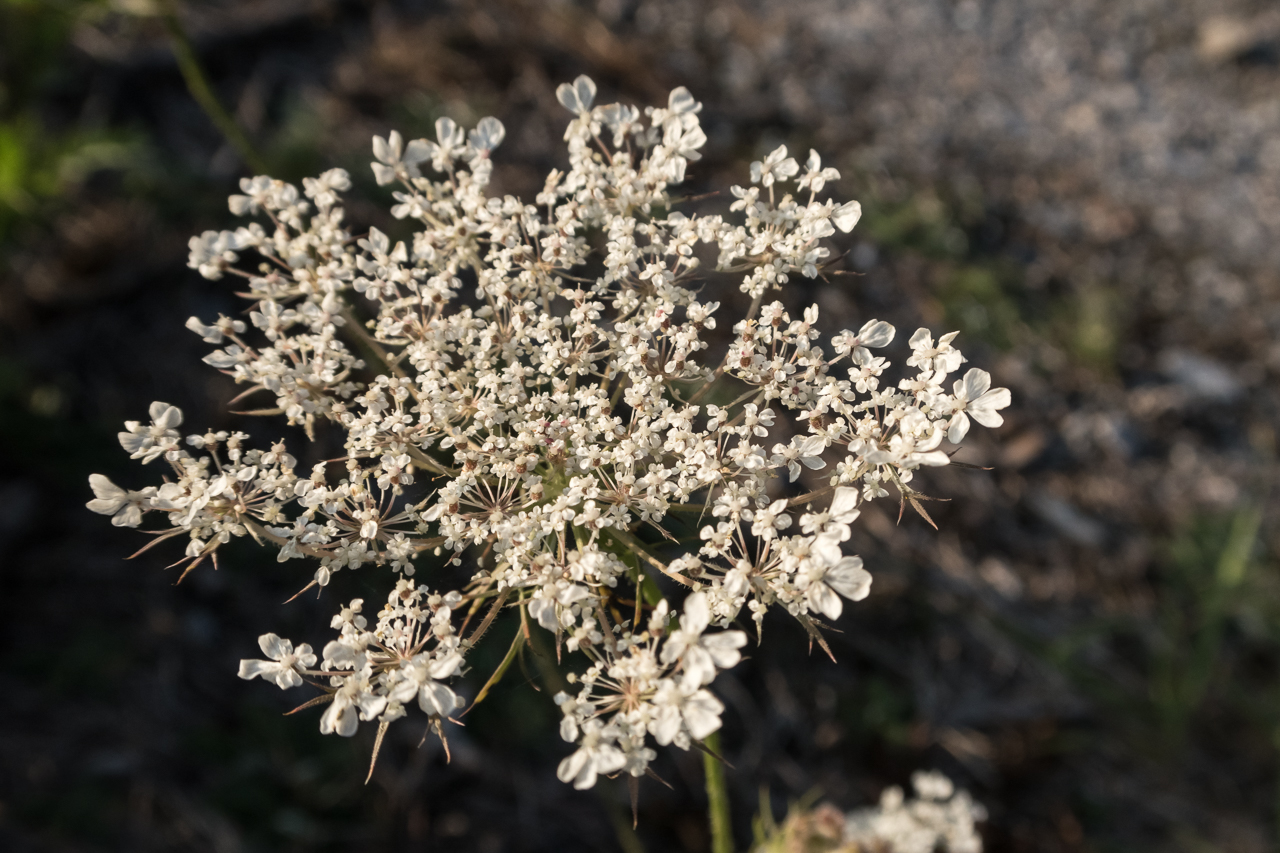 wilde_moehre_spaetsommer_2019_18