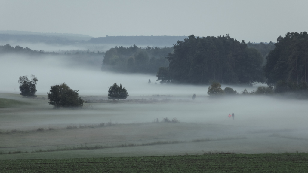 taxoeldern_wiesen_nebel_02