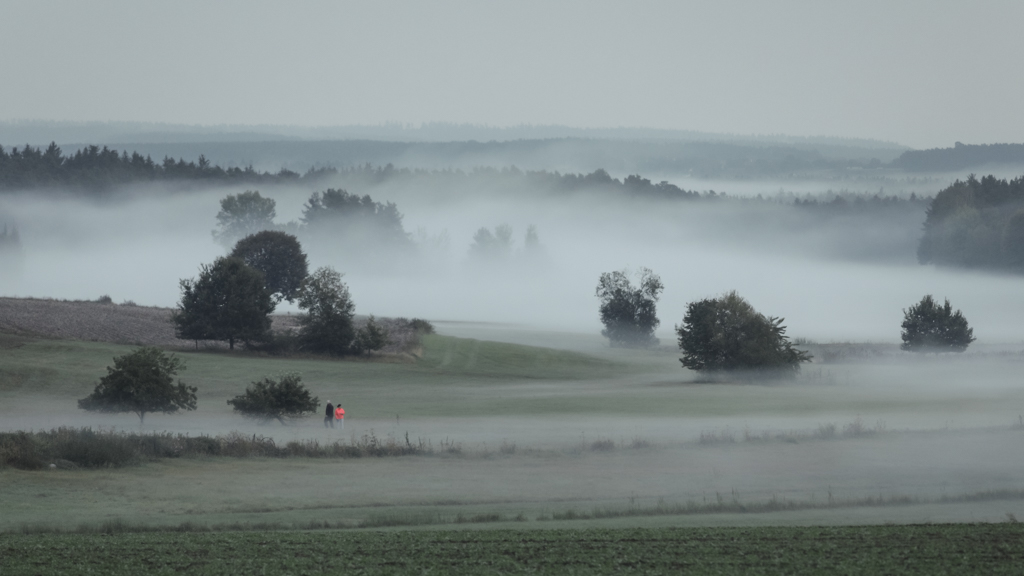 taxoeldern_wiesen_nebel_03