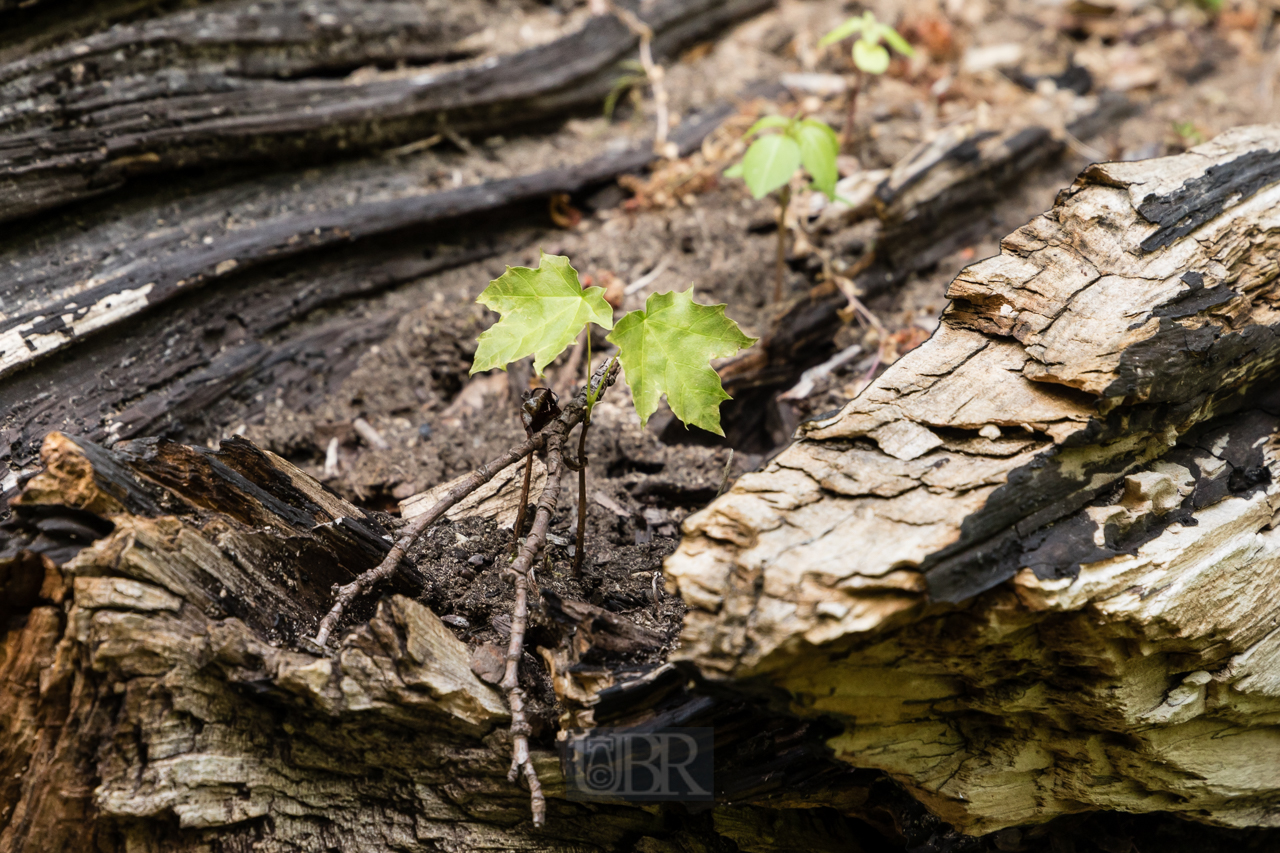 falkenstein_felsenpark_2025_12