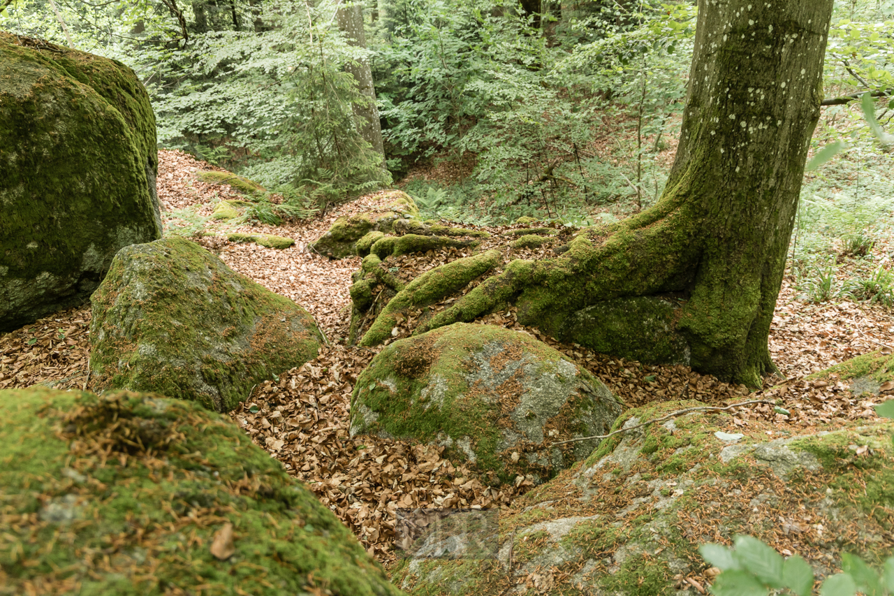 falkenstein_felsenpark_2025_4