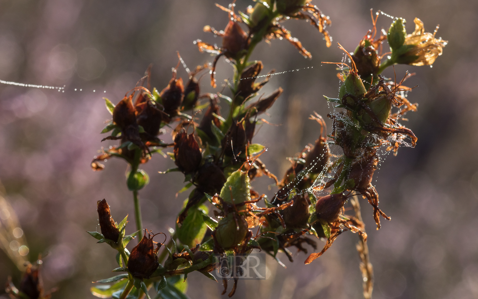 heide_tau_morgens_3