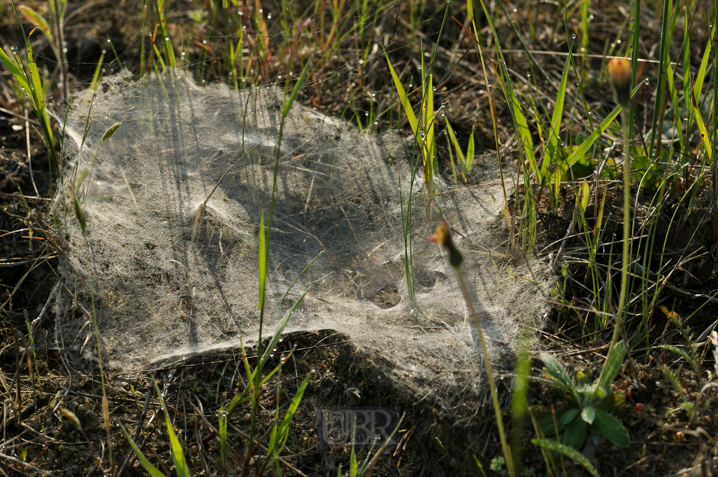 spinnweben_07