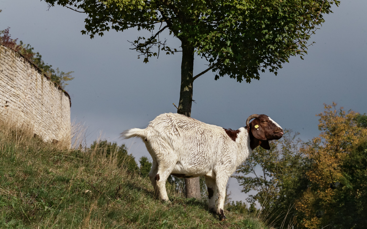 Burglengenfeld