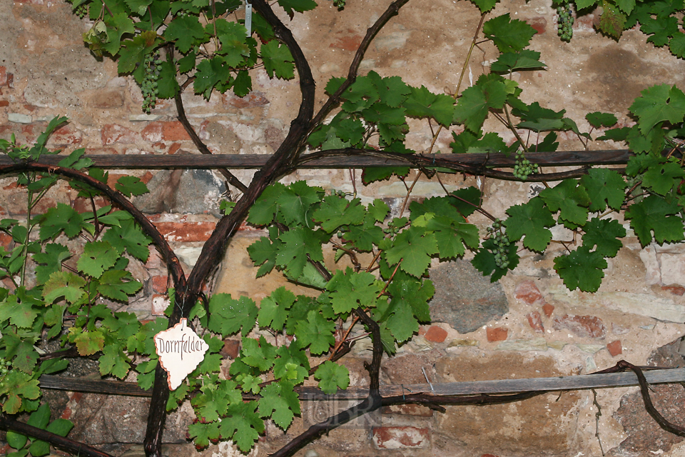 Im Kreislehrgarten in Walderbach am ehemaligen Kloster