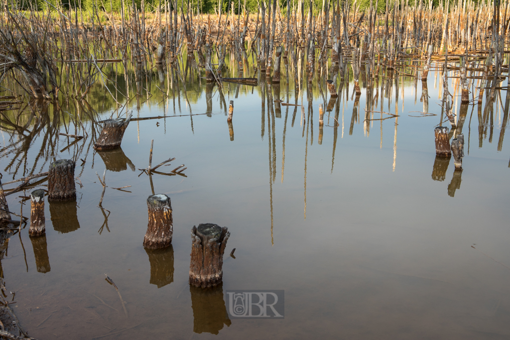 Verlandungsbereiche am Ausee