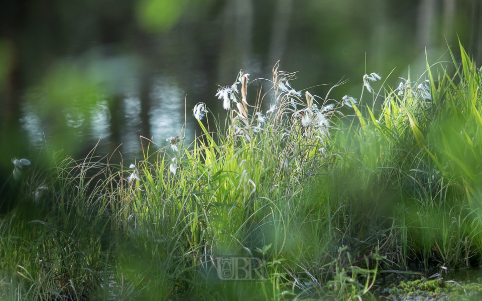 Im 'grünen Juni' am Sattelbogenweiher nahe Bodenwöhr