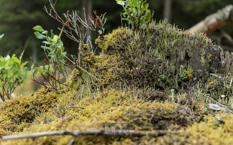 Bäume Beeren Moose und Flechten am Sattelbogenweiher