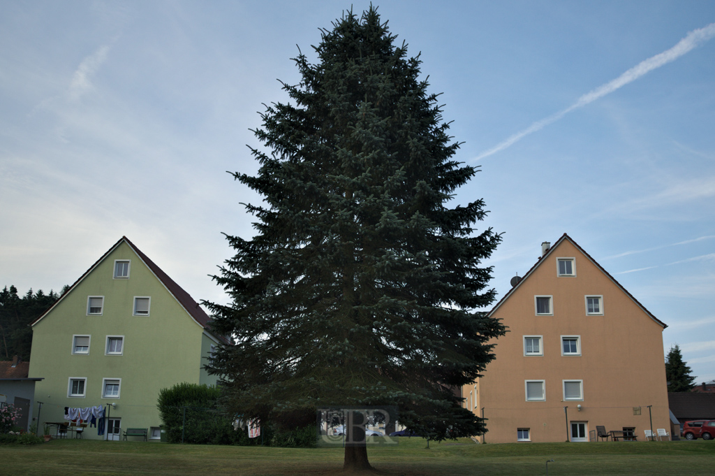 2015 - 2 Häuser 1 Baum