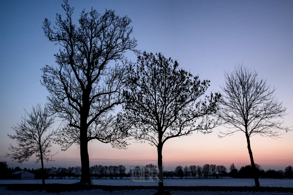 baeume_scherenschnitt_abendrot