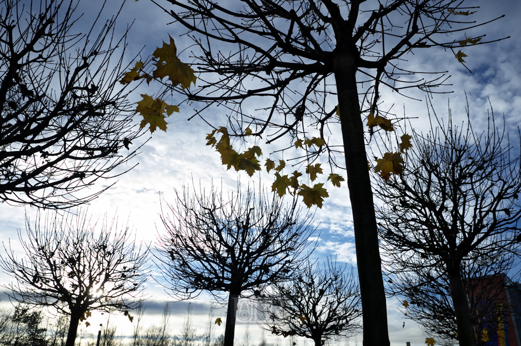 cop_letzte_herbstblaetter